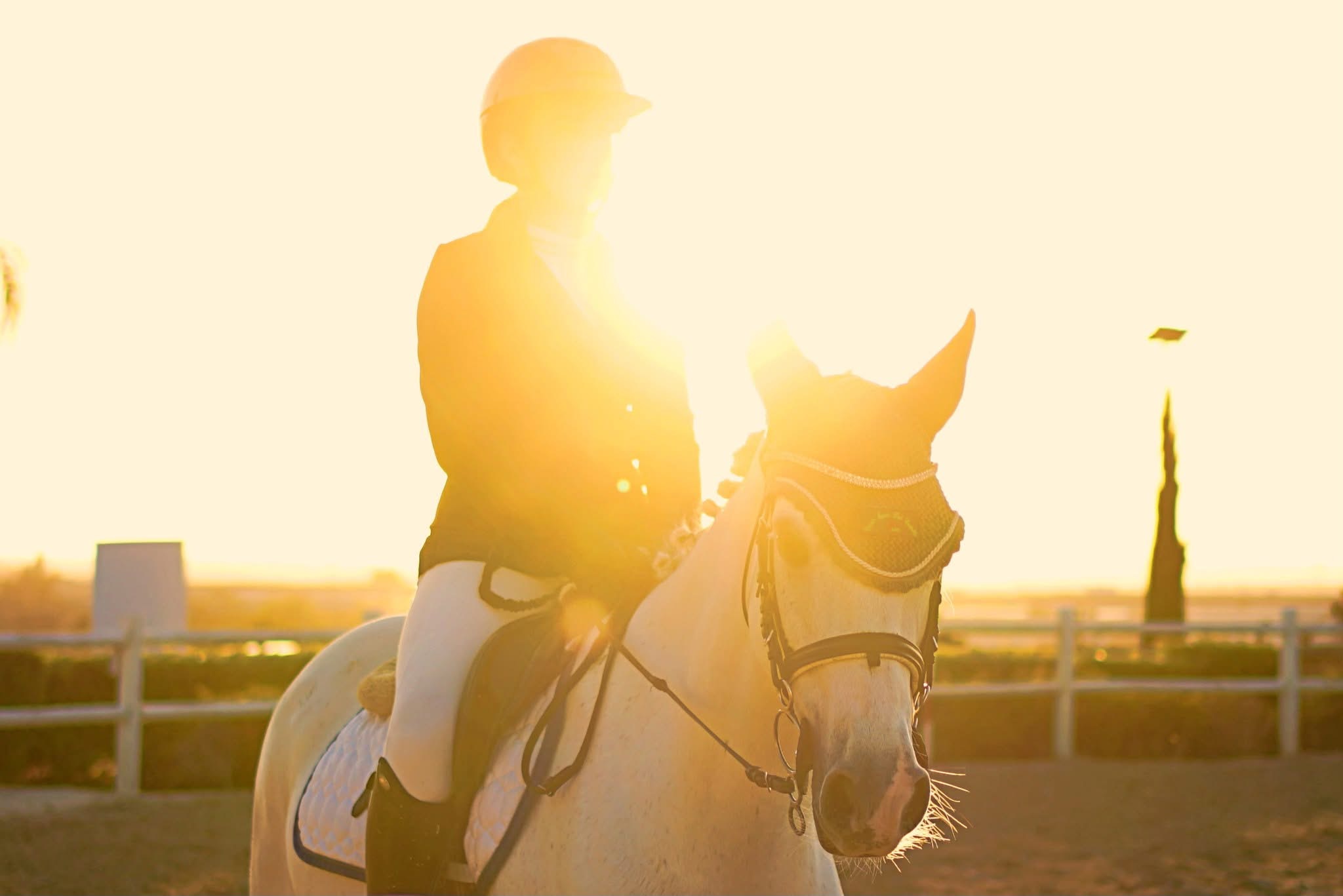 Terra Jonica Horse Club: il salto ostacoli che incontra sostenibilità, inclusione e valorizzazione del territorio 3 IMG 0910