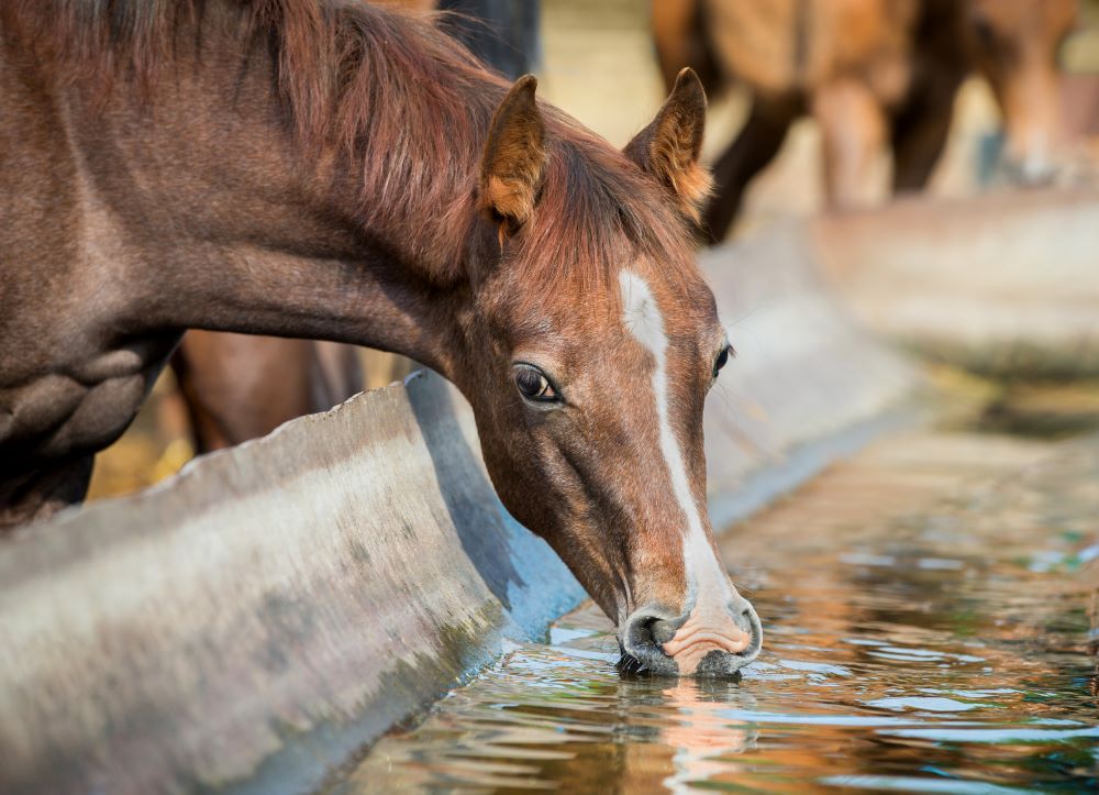 Allenare il cavallo d'estate, come prepararlo al meglio per una gara.