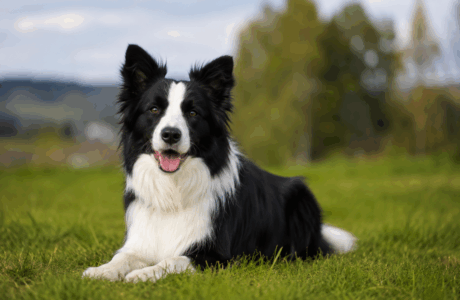 Border Collie e cavallo, un rapporto fatto di intelligenza, energia e collaborazione.