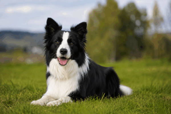 Border Collie e cavallo, un rapporto fatto di intelligenza, energia e collaborazione.