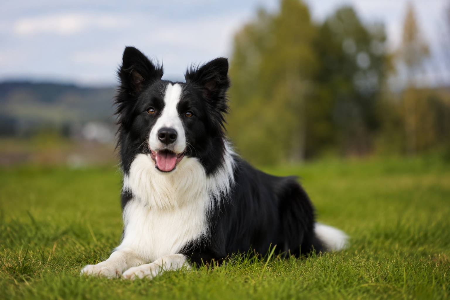 Border Collie e cavallo, un rapporto fatto di intelligenza, energia e collaborazione.