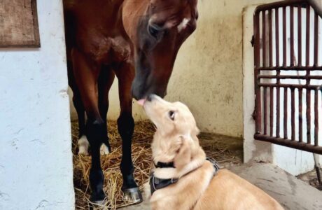 Il legame silenzioso tra cavallo, cavaliere e cane, una simbiosi che nasce in scuderia e vive nei concorsi.