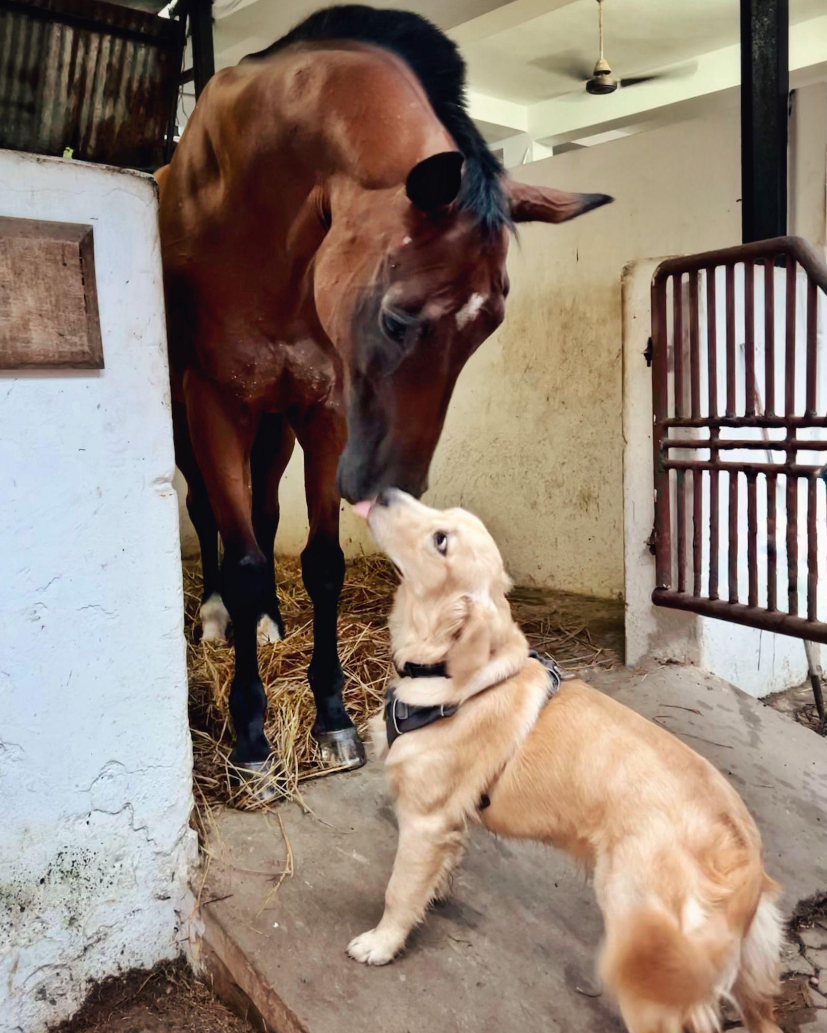 Il legame silenzioso tra cavallo, cavaliere e cane, una simbiosi che nasce in scuderia e vive nei concorsi.