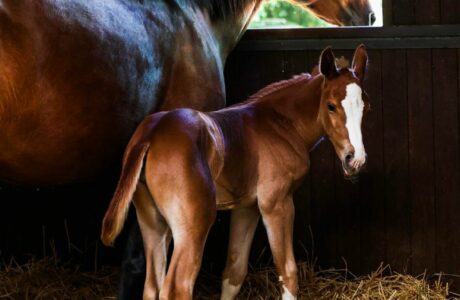 cavalla ricevente per embryo transfer fornita da avantea