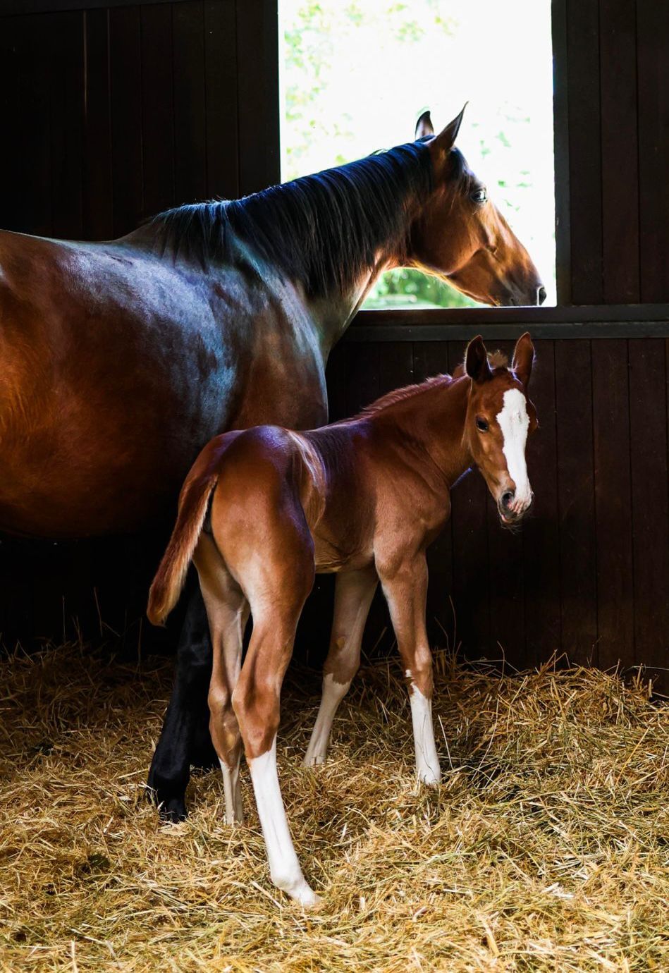 cavalla ricevente per embryo transfer fornita da avantea
