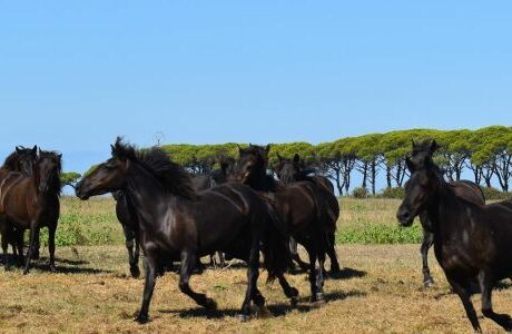 XXIV Raduno Nazionale Natura a Cavallo, successo a Pisa per l’edizione 2026.
