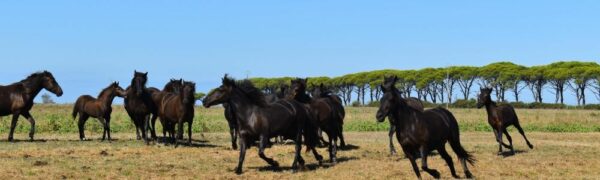 XXIV Raduno Nazionale Natura a Cavallo, successo a Pisa per l’edizione 2026.