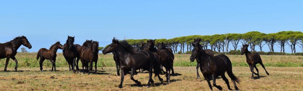 XXIV Raduno Nazionale Natura a Cavallo, successo a Pisa per l’edizione 2026.