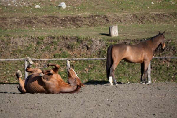 Senza allevatori non c’è futuro. L’allarme di Dirk Willem Rosie per il cavallo sportivo.