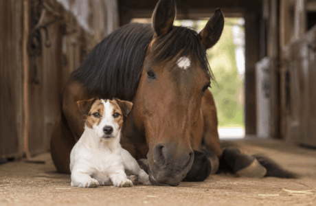 Jack Russell e cavalli, perché sono inseparabili nel mondo dei cavalli.