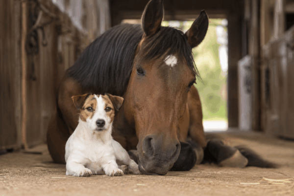 Jack Russell e cavalli, perché sono inseparabili nel mondo dei cavalli.