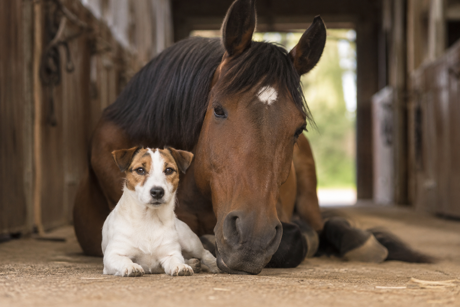 Jack Russell e cavalli, perché sono inseparabili nel mondo dei cavalli.