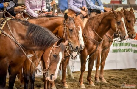 Salone del Cavallo Americano 2026: grande spettacolo western a CremonaFiere.