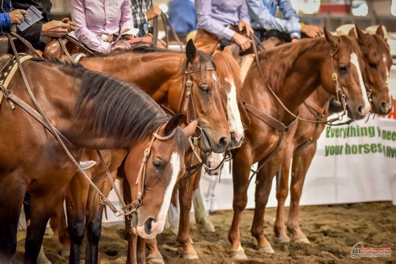 Salone del Cavallo Americano 2026: grande spettacolo western a CremonaFiere.