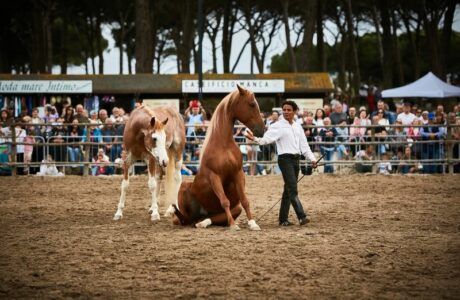 Salone del Cavallo Americano 2026