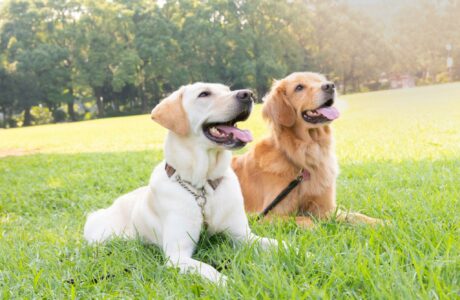 Golden Retriever, dolcezza, equilibrio e vita da scuderia.