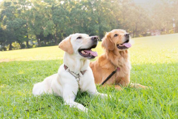 Golden Retriever, dolcezza, equilibrio e vita da scuderia.
