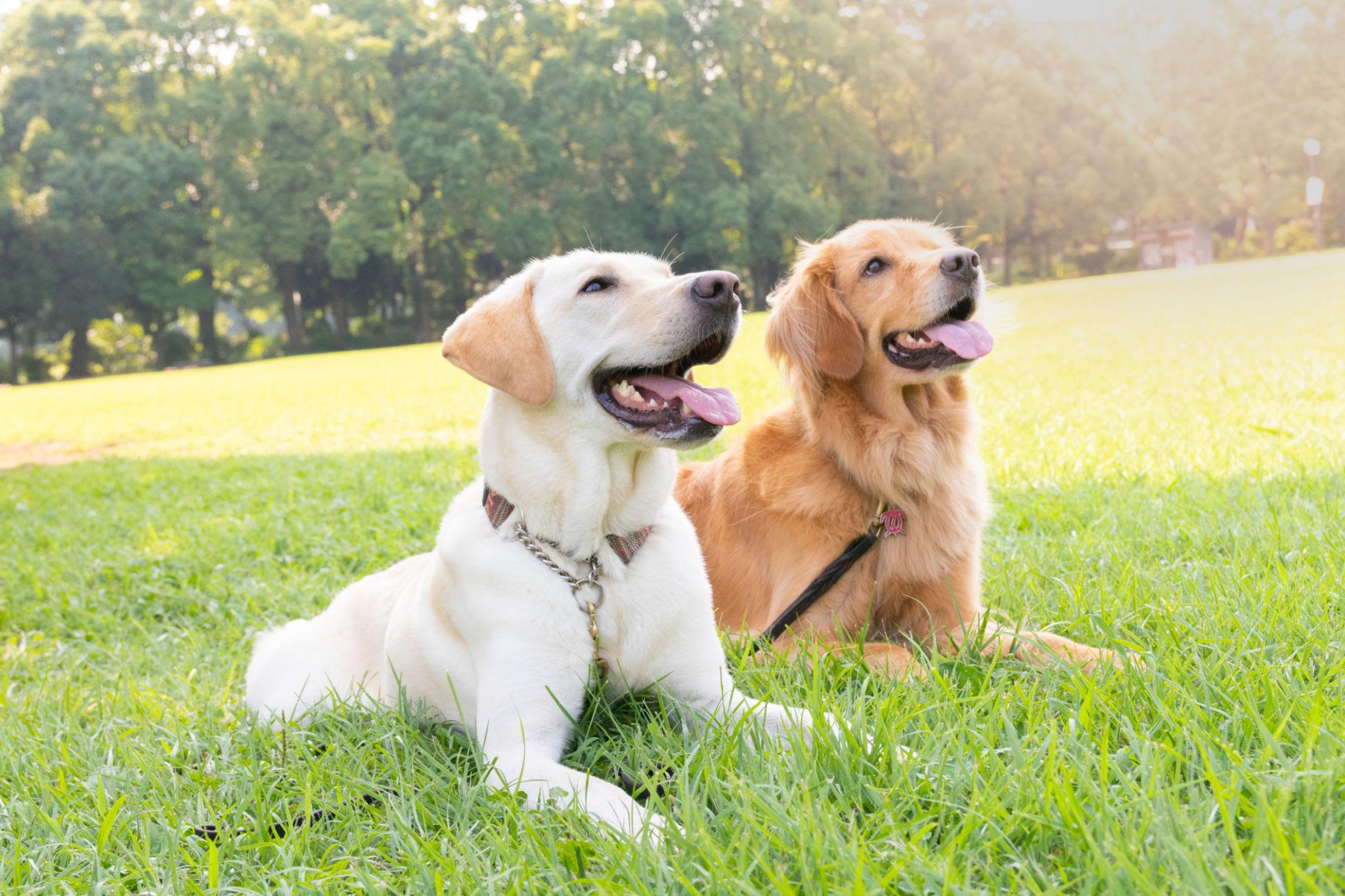 Golden Retriever, dolcezza, equilibrio e vita da scuderia.