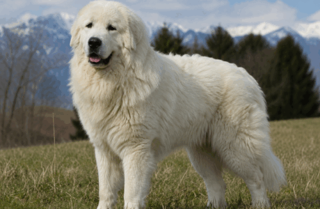 Great Pyrenees e cavalli, un'amicizia fatta di rispetto, protezione e fiducia.