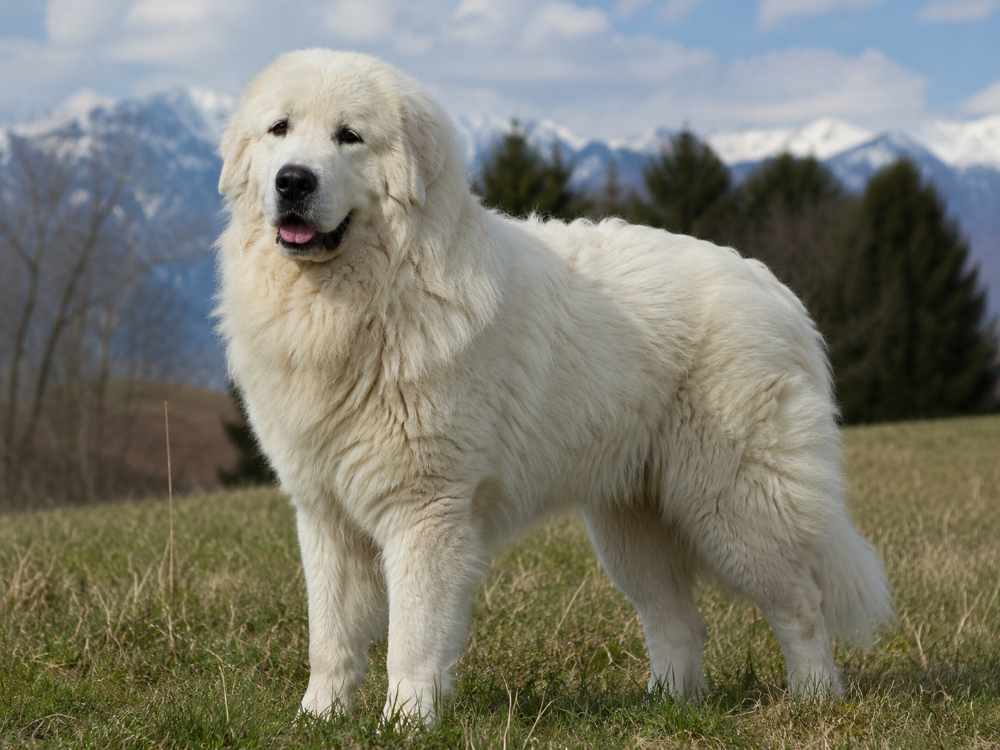 Great Pyrenees e cavalli, un'amicizia fatta di rispetto, protezione e fiducia.