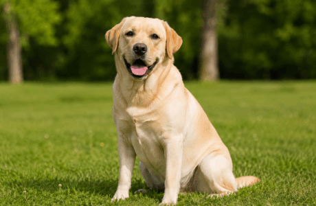 Cani e cavalli, quale razza di cane si concilia meglio nel carattere?