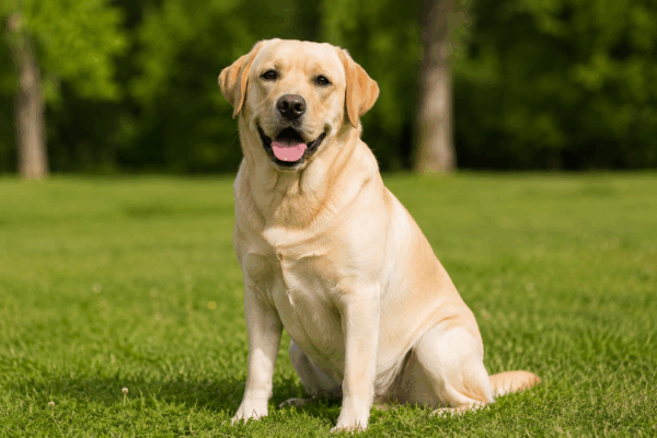 Cani e cavalli, quale razza di cane si concilia meglio nel carattere?