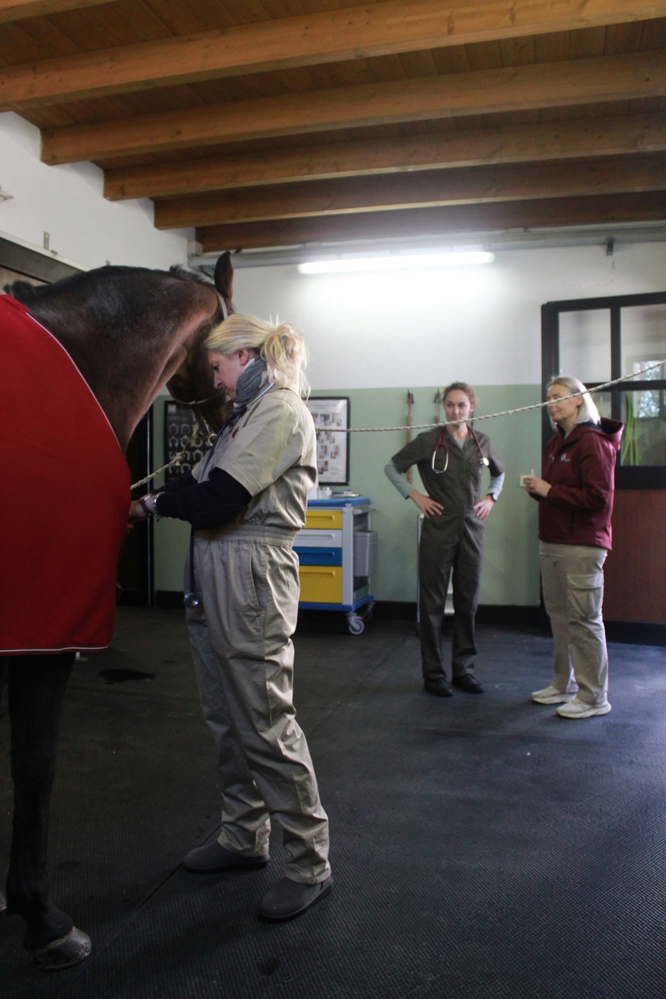 Vet Education apre le porte della clinica: il 20 giugno un Open Day dedicato alla formazione e alla salute del cavallo 3 IMG 4723