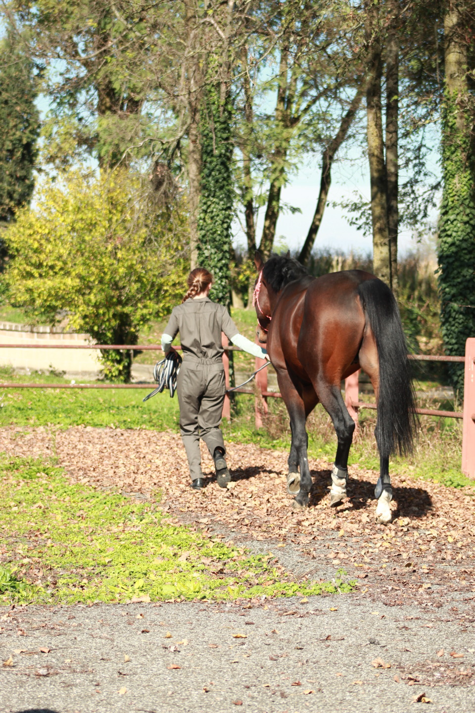 Vet Education apre le porte della clinica: il 20 giugno un Open Day dedicato alla formazione e alla salute del cavallo 8 IMG 4726