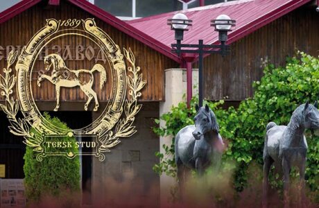 Campionato italiano Endurance 2026, uno sguardo all'allevamento italiano.