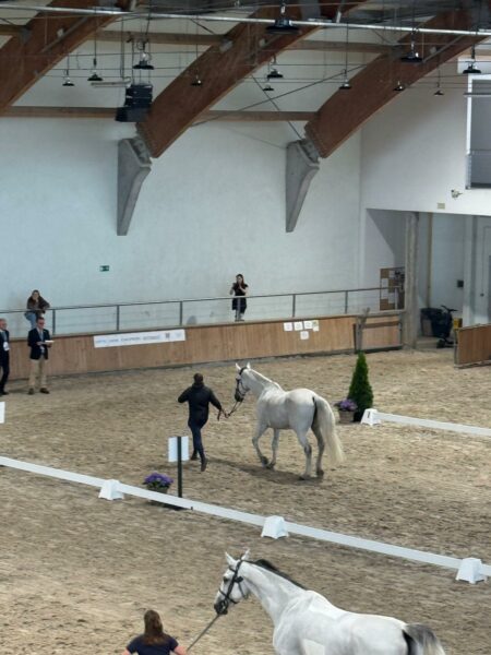 Vet check CSIO4 Sopot