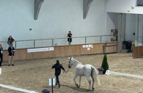 Vet check CSIO4 Sopot