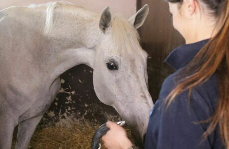 Dressage, Verolanuova capitale dei giovani talenti: in palio i titoli italiani 2026