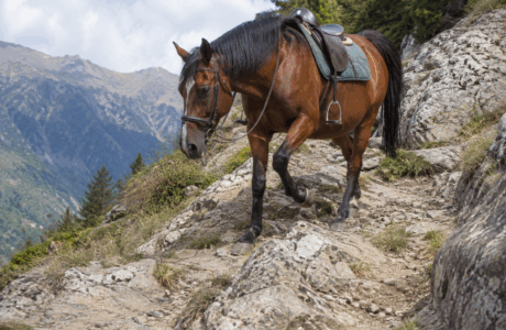 Andare a cavallo su terreno sconnesso, tecniche e consigli per affrontare i percorsi più impegnativi.