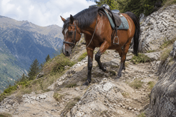 Andare a cavallo su terreno sconnesso, tecniche e consigli per affrontare i percorsi più impegnativi.