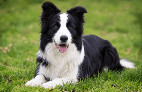 Border Collie e cavallo, un rapporto fatto di intelligenza, energia e collaborazione.