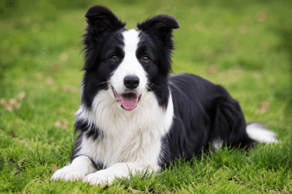 Border Collie e cavallo, un rapporto fatto di intelligenza, energia e collaborazione.