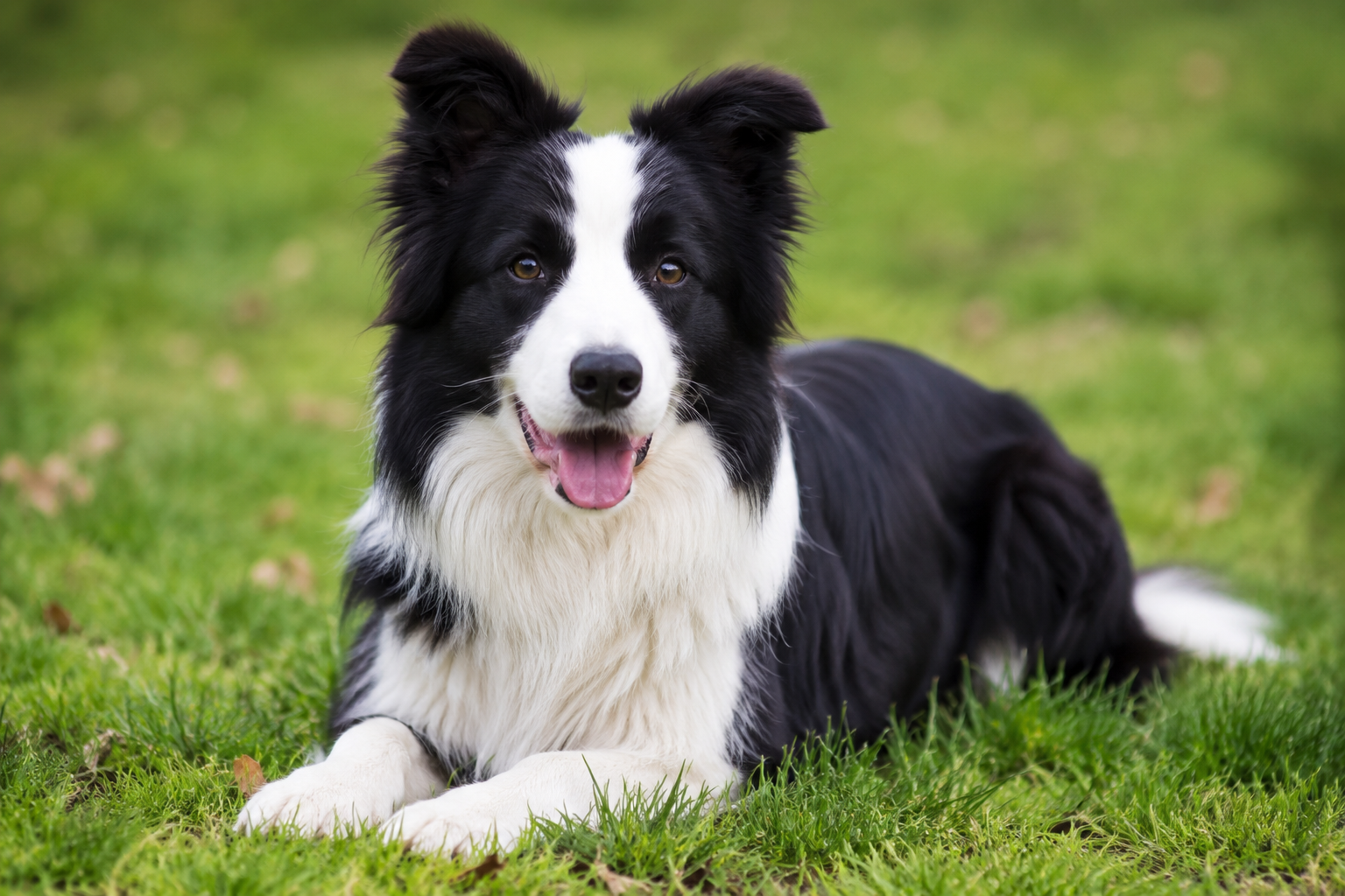 Border Collie e cavallo, un rapporto fatto di intelligenza, energia e collaborazione.