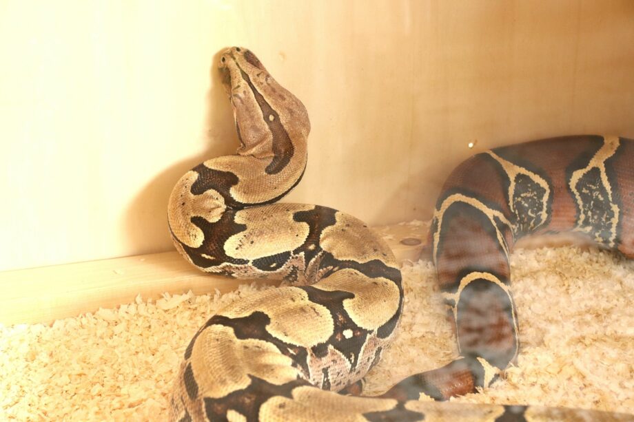 boa