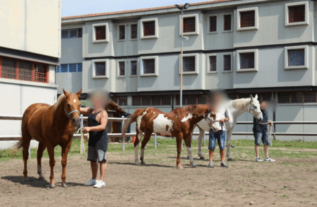 Fieracavalli esperienza in carcere