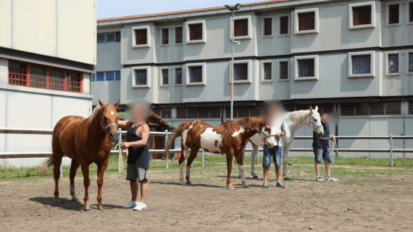 Fieracavalli esperienza in carcere