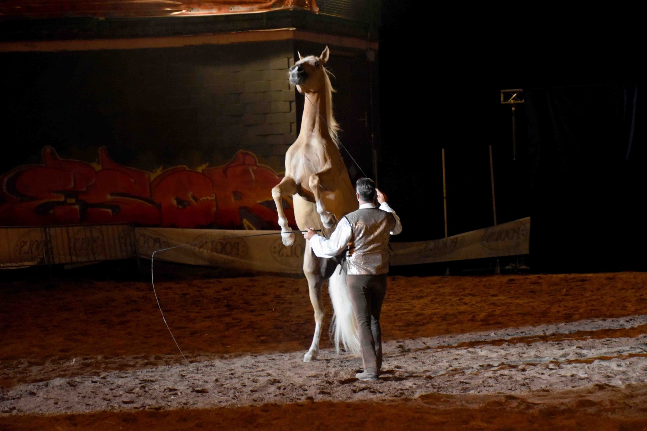 La Mostra Nazionale del Cavallo di Città di Castello cambia volto: nel 2026 debutta ad agosto e torna il gala equestre di Nico Belloni 3 IMG 7664
